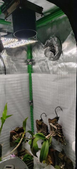 Image of the inside of a grow tent. It includes the back and right walls. Each wall is covered by a wire mesh made from a rectangle of galvanized garden fence. Multiple orchids, mounted on squares of tree fern, hang like portraits on the mesh walls.
Also visible in the image are LED lights and a ducted circulation fan at the top, and a humidifier at the bottom.