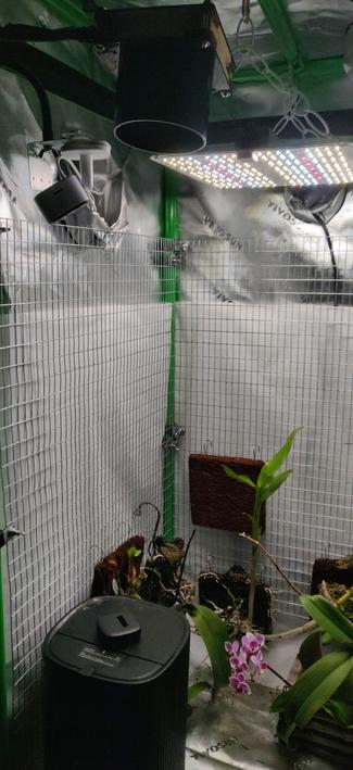 Image of the inside of a grow tent. It includes the left and back walls. Each wall is covered by a wire mesh made from a rectangle of galvanized garden fence. Multiple orchids, mounted on squares of tree fern, hang like portraits on the mesh walls.
Also visible in the image are LED lights, a webcam and a ducted circulation fan at the top, and a humidifier at the bottom.