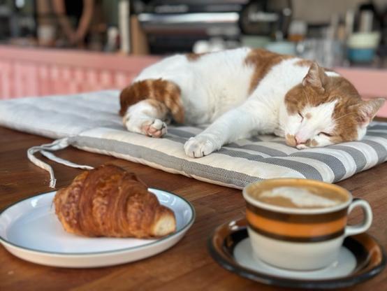 a wooden table in a cafe. On it stand a plate with a croissant and an earthenware coffee cup (white with orange/brown stripes) holding a cappuccino or flat white. Behind the dishes is a grey and white striped mat, on which an orange and white cat is resting, eyes closed, tail wrapped around hind legs.