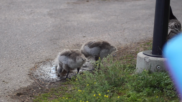 Some young barnacle geese at a smol puddle between a path and some lawn, drinking from it while being watched by a parent who honks at some people passing by - no audio though