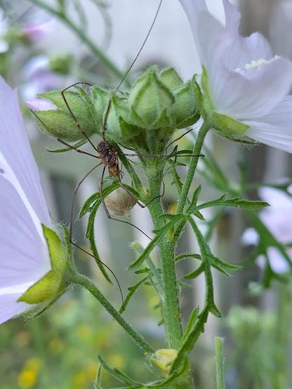 Close up of a spider with very long thin legs lurking behind a light purple flower.