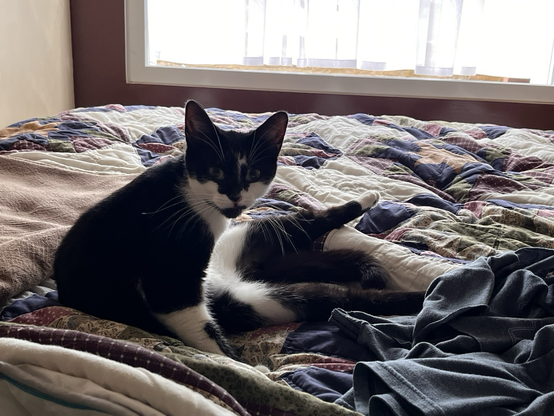 9 month old black and white kitty chilling on my bed after walking right in thru my bedroom window
