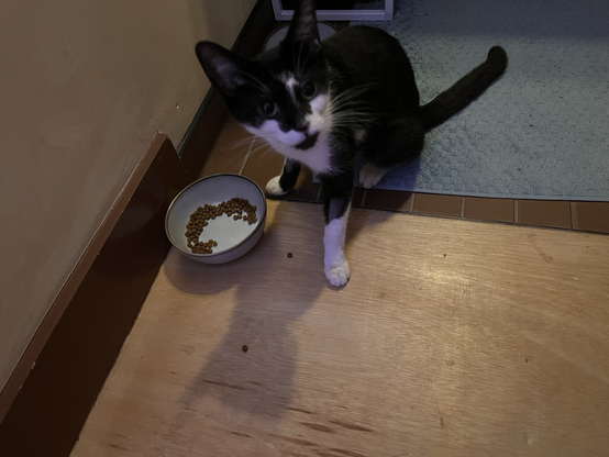 Georgie looking up from the food bowl I definitely did not put there