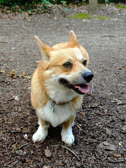 Canis lupus pembrokensis, close up, standing on a dirt path littered with plant debris, looking slightly off to the right, mouth slightly open and tongue not quite out but clearly thinking about it. She looks stunningly beautiful in the way of corgis.