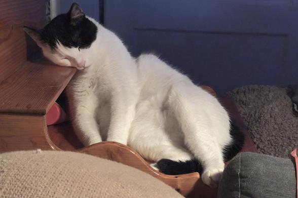 Weiß schwarzer Kater liegt auf einer braunen Kommode und schläft.