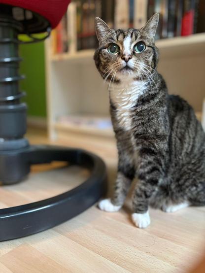 A black-grey-white cat next to a chair, in front of a bookshelf, looking at the camera.