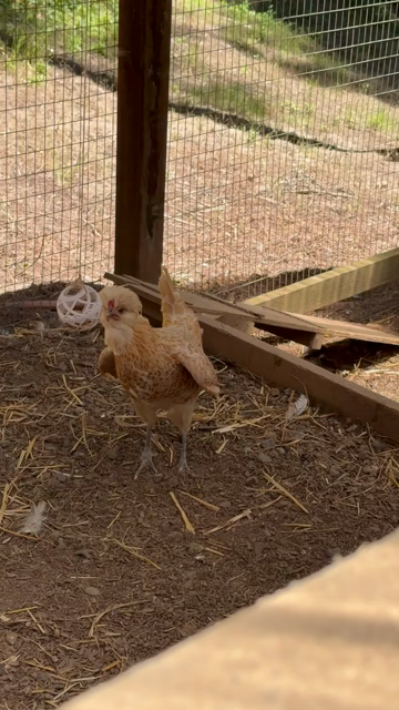 A Polish buff hen, playing with a ball, hanging on a string and filled with chicken treats.