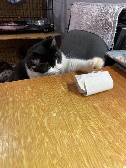 A fluffy black and white cat stretches one paw across a wooden table, reaching toward a cardboard toilet paper roll. The cat appears focused and playful, with a chair and pet enclosures visible in the background.