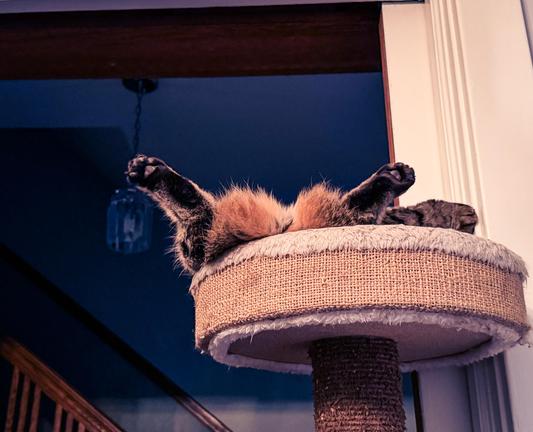 A tabby cat lying on her back on top of a cat tower. Her legs are sticking up and you see her butt