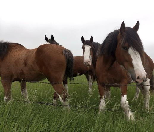 4 gigantic brown horses with white faces, all standing in a grassy green pasture on the other side of a barbed wire fence.  Two of them are looking expectantly at me with their ears towards me.  The sky above is cloudy.