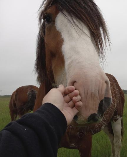 A freaking HUGE brown horse with a white face, sniffing my hand which I have offered to him.  He's so big it looks like I could stick my whole hand into his nostril with ease (don't worry, I did not do this).  He checked me for treats and then calmly wandered away.  There's another horse behind him, and a grassy field.  The sky above is cloudy.