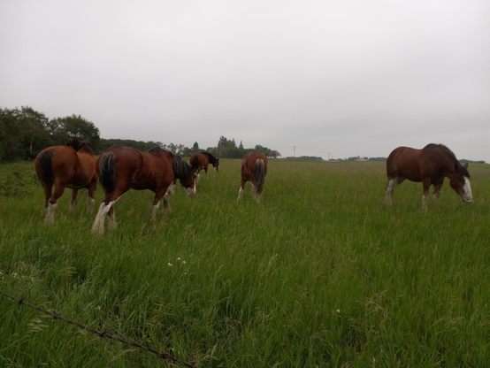 5 large brown horses calmly eating and wandering away from me across a large grassy field, with some scrubby trees on the edges.  The sky above is cloudy.