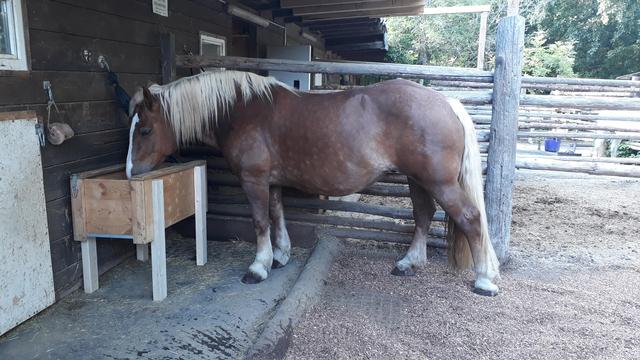 A picture of Starlight, a Noriker mare who is allergic to sugar.