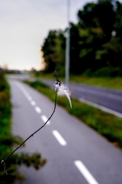 A feather caught in a branch from a flower