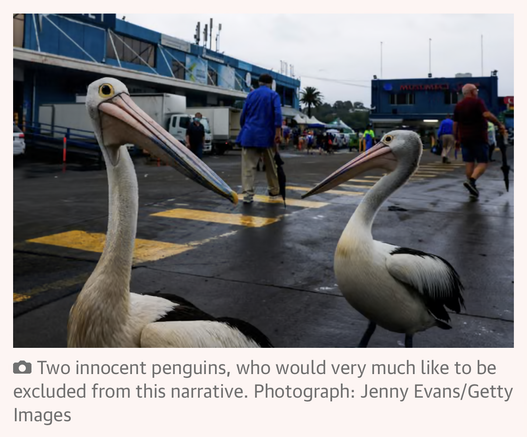 Screenshot of a photo from an article - it says there’s no penguins but the photo is of pelicans