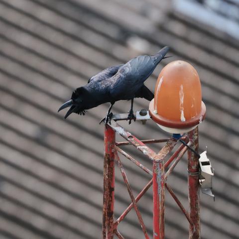 Raven sitting on the top of a metal tower, cawing.
