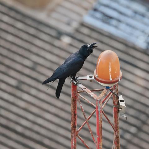 Raven cawing the other way.