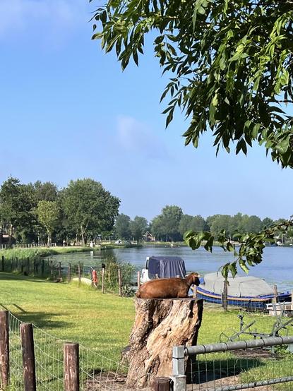 A brown goat sits on a stump, facing right. Water, boats, sky and trees are in the background