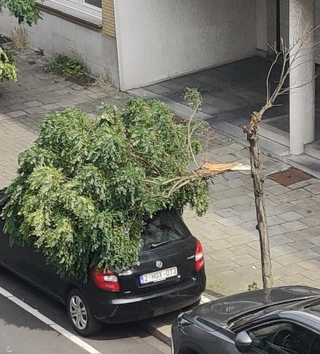 Een boom waarvan de hele kruin is omgewaaid en die op een zwarte wagen ligt, nog voor een klein stukje verbonden met de stam