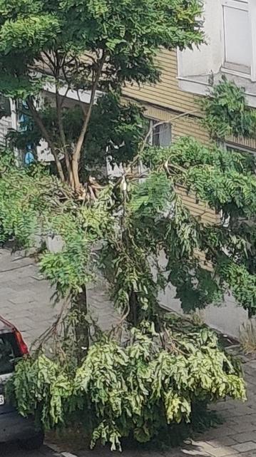 Een kapotgewaaide boom. De onderste takken hangen enkel nog met wat hoop vast aan de boom, heel wat geknakte takken.