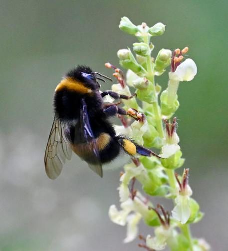 A bumblebee is perched on a flowering plant, collecting nectar from small, pale yellow blossoms. The bumblebee has distinctive black and yellow markings. The background is softly blurred, emphasizing the bumblebee and the flowers.