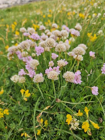 Fading pink thrift flowers against a green grass and yellow flowers