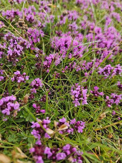 Pink wild thyme flowers in amongst green grass