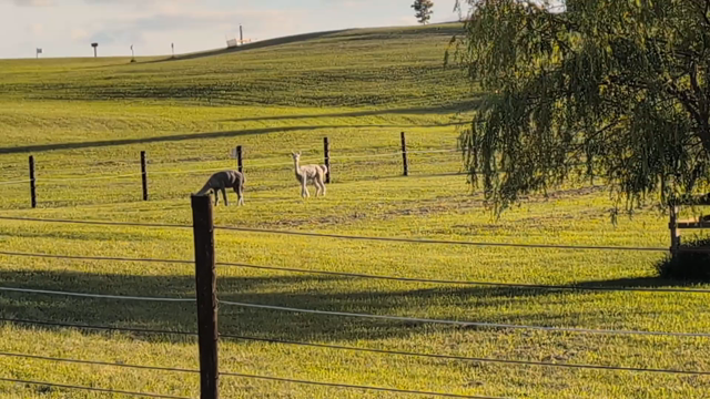 Viewed from a moving platform, two alpacas graze in a pasture. A green field extends behind them. Toward the end of the video, in the distant background, a third alpaca lays in the pasture, sunning himself.