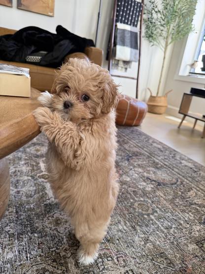 I swear it’s not AI, just an insanely cute puppy trying to get something off a table that’s about as tall as she is standing on her back legs.