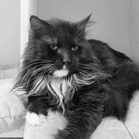 A black and white portrait of a long haired black and white cat resting on a soft cushion. The cat gazes directly at the camera with calm, solemn eyes, its white chest and paws contrasting against its dark fur, creating a quiet and reflective mood.