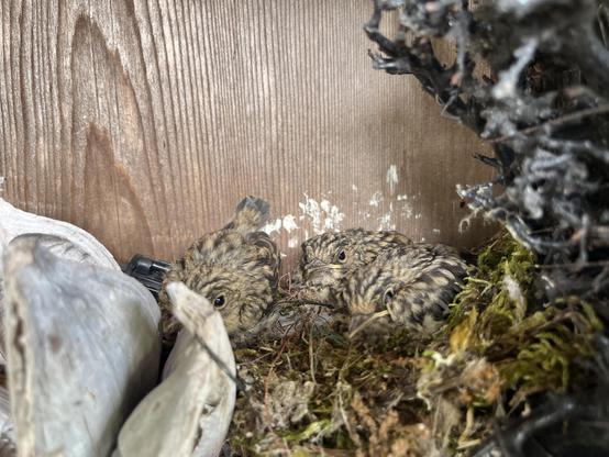 Three baby wrens, which are small birds with brown and black speckled feather patterns. They are in a nest of green and brown, leafy, stick-like materials within a dark brown wreath, between a decorative artichoke-like object and medium-brown wooden siding on a wall.