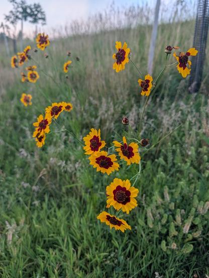 Plains coreopsis, or golden tickseed, growing on a hillside that has aspirations of becoming a meadow. Yellow daisy-like blossoms with a ring of maroon  around the center disk.