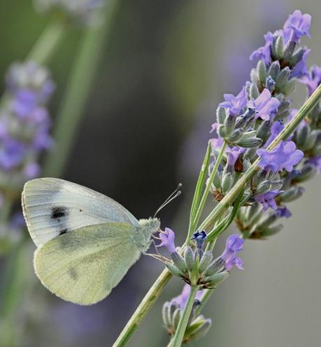 A white butterfly is perched on a lavender flower, showcasing delicate wings with faint markings. The purple flowers are prominent against a soft, blurred background.