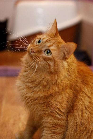 A fluffy ginger cat with bright green eyes tilts its head curiously while sitting indoors on a wooden floor. The cat's long orange fur, white whiskers, and alert expression stand out against a softly blurred background.
