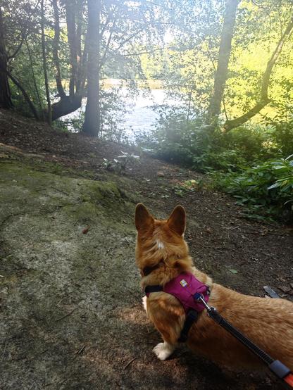 Canis lupus pembrokensis, standing on a shaded woodland trail, looking through the trees out onto a brilliant sunlit lake.