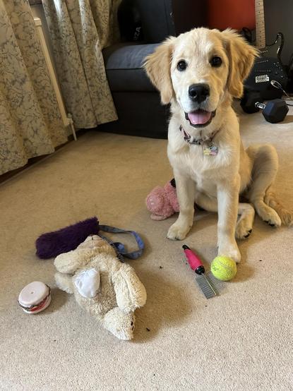 A golden retriever puppy, in that weird gangle adolescent phase when they basically look like scale models of adult dogs. In front of her is an array of dog toys. Behind her, my daughter's guitar, for some reason.