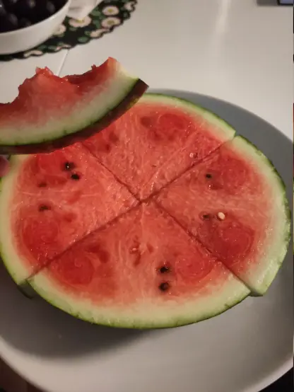 A close-up of a round slice of watermelon cut into wedges on a plate, with a hand holding up one wedge that has a few bites taken out of it.