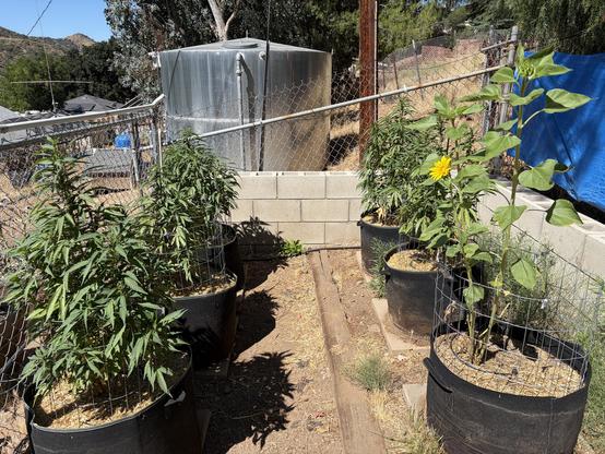 Water tank and medicinal stuff