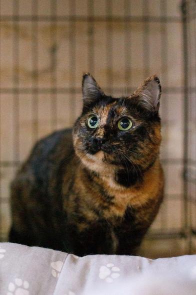 A tortoiseshell cat with black, brown, and orange patches sits on a gray paw-print blanket inside a metal cage. She has large green eyes and is looking up alertly at the camera.