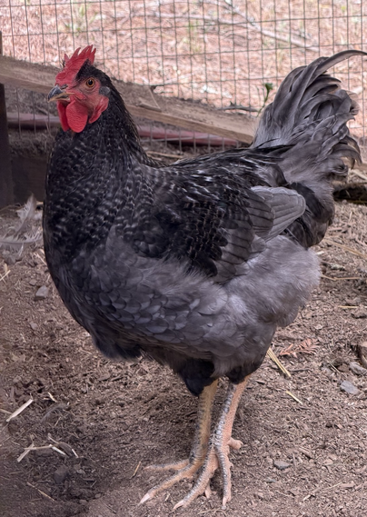 A stunning black and grey young rooster, looking very regal