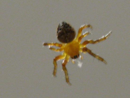 A small transparenty orange spider, with dark abdomen hanging in mid air. It says Hello.