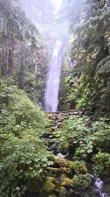 A waterfall in a green grotto surrounded by huge trees. The top of the waterfall is so much lighter than the foliage at the bottom that it has washed out the sensor and become a white blurry blob.
