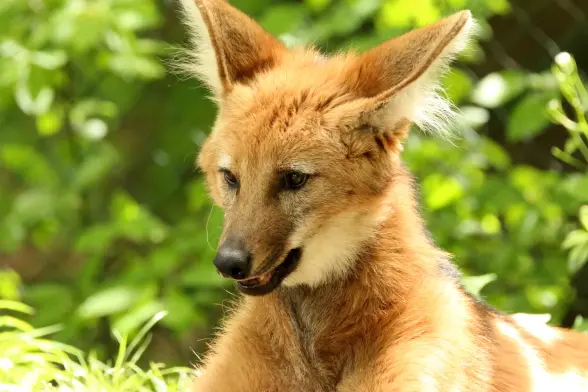 A portrait of a maned wolf. Looks a bit ungraceful like they just got up.