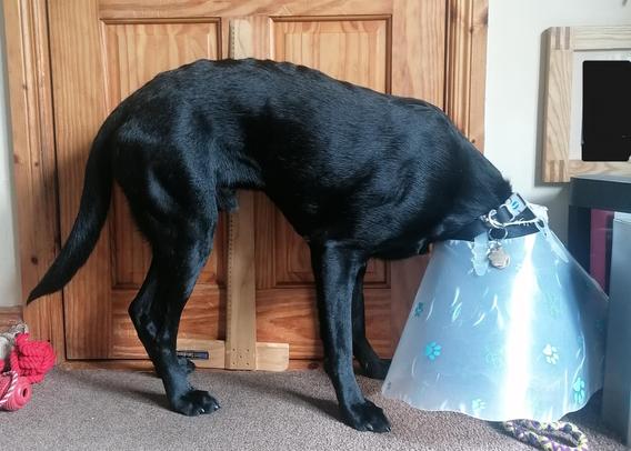 Quentin was neutered this time last week. He's stood against the door and t square ruler with his vet cone on. Looking like his condition is improving. Not quite so skinny. Cone down to the floor, he's hoovering up kibble from a toy obscured from view inside the cone. 

Quentin is a black labrador puppy in training for Irish Guide Dogs.