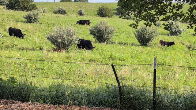 On the other side of a barbed-wire fence, black cows graze on tall, green prairie grass.