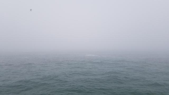 The Boston harbor viewed from Castle Island on a foggy day. There's not much distinction between ocean and sky and it's all gray. A gull flies left to right across the top of the frame.