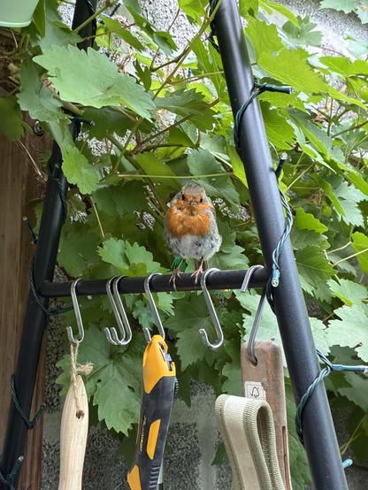 The same robin now perched on the frame of a greenhouse potting bench - a black painted metal A-frame with hooks on which are hanging some hand tools. Fairy lights are strung around the frame. A grape vine covers the wall behind.