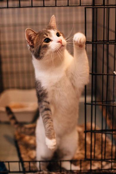 A young white and gray tabby cat stands on its hind legs inside a shelter kennel, gently reaching one paw toward the cage door. With wide, curious eyes and a soft pink nose, the kitten looks up expectantly, surrounded by a cozy blanket, litter tray, and warm indoor lighting.