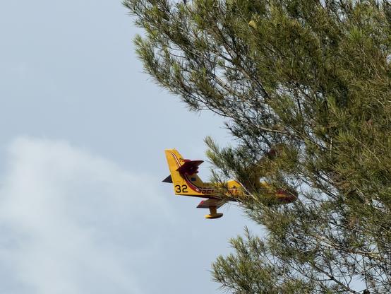 un canadair jaune et rouge passe derrière un pin