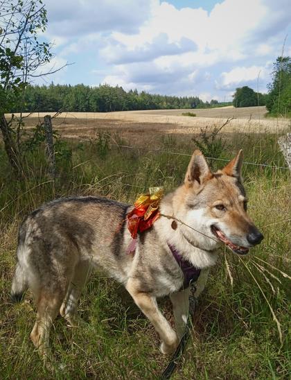 A brown wolfdog in an exited pose, in front of meadows and sky. Squashed grass stalks fan our from under her mouth, making her look like some grumbling old farmer chewing straws.